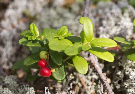 bush of cowberry in a forest close upの写真素材