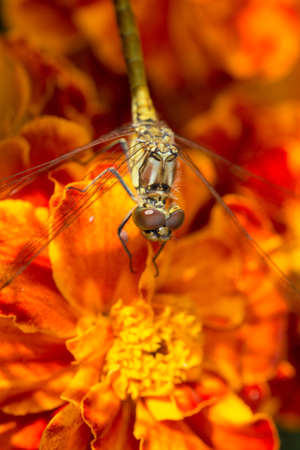 dragonfly on a red flower close upの写真素材