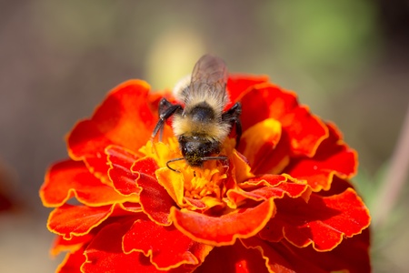 bumblebee on red marigold collecting pollen close upの写真素材