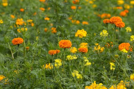 yellow and orange marigolds in the gardenの写真素材