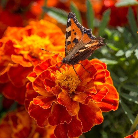 butterfly on red marigold close up in summerの写真素材