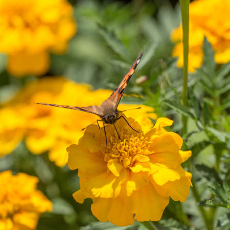 butterfly on yellow marigold close up in summerの写真素材