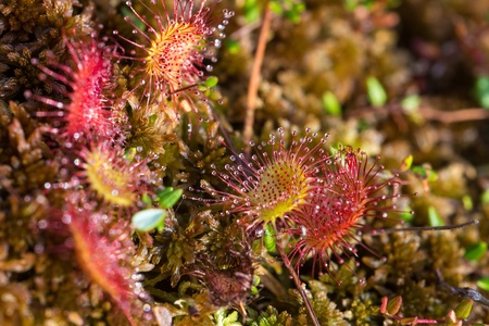 predatory flower sundew among moss in the swampの写真素材