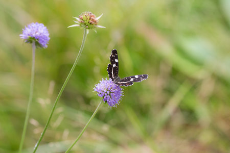 butterfly on a flower on the summer meadow