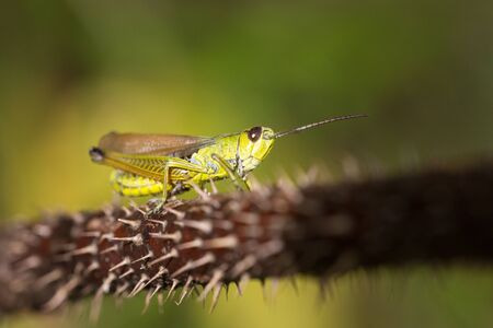green grasshopper on the prickly twig closeup