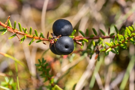 crowberry branch bush closeup on a bogの写真素材