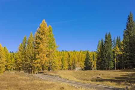 dirt road in the autumn coniferous forestの写真素材