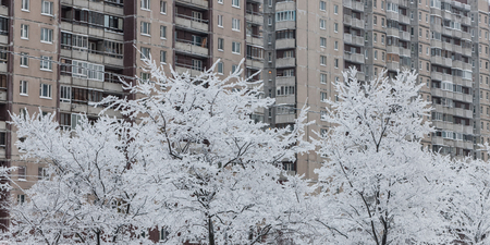 winter trees in cold day in the cityの写真素材