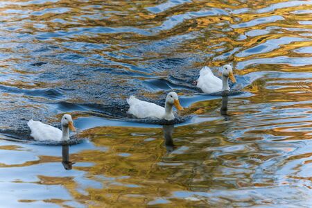 three white ducks in autumn golden waterの写真素材