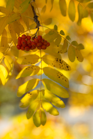 branch of ripe mountain ash in the autumnの写真素材