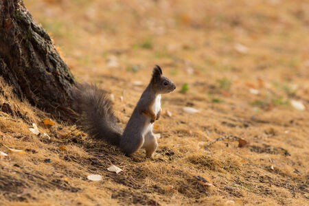 portrait of a squirrel among the autumn leavesの写真素材