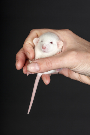 little white baby rat in his handの写真素材