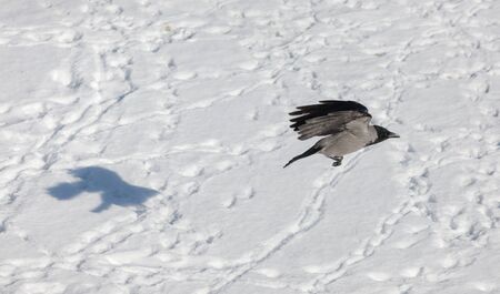 crow in flight and its shadow on the snowの写真素材