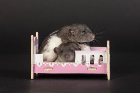 baby rats in a small doll cribの写真素材