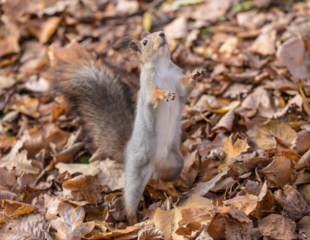 squirrel standing on hind legs in autumnの写真素材