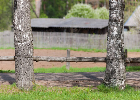 bench in the village of two birch trees and logsの写真素材