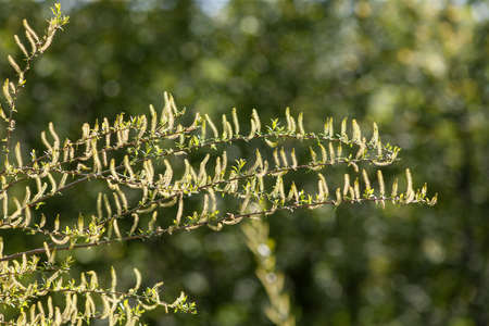 spring flowering branches of willow on a sunny day