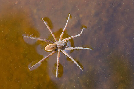 the water spider swims on the lake surfaceの写真素材