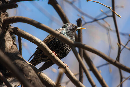 Starling on a tree branch in the springの写真素材