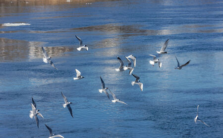 flock of seagulls in flight over the water of the riverの写真素材