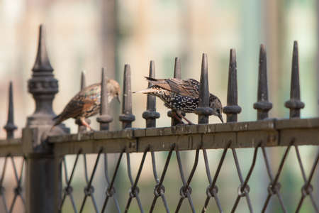 two starling sits on a metal fenceの写真素材