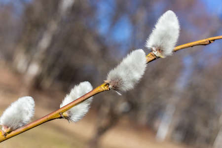 willow branch with buds on a sunny spring day