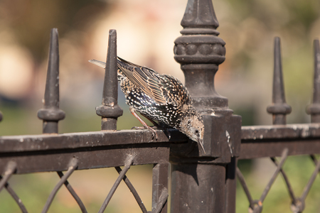 Starling sits on a metal fence on a sunny dayの写真素材