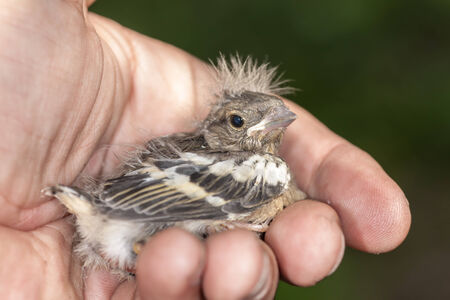 Small baby bird chaffinch on a palmの写真素材
