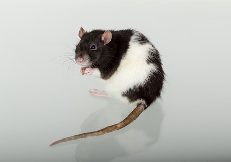 domestic rat and its reflection on the glassの写真素材