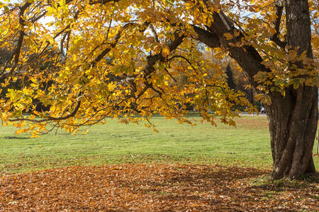 yellow autumn chestnut in a sunny park