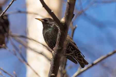 Starling on a tree branch close upの写真素材