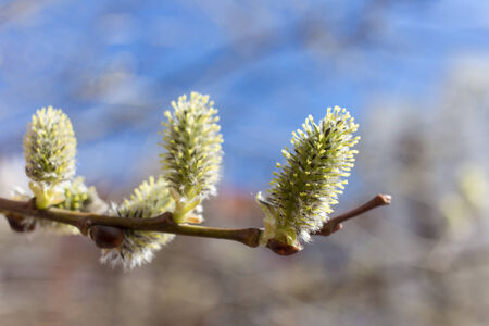 green willow buds in spring sunny day close up