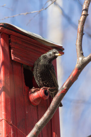 spring starling sits on a red birdhouseの写真素材