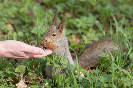 squirrel eating seeds from palm close upの写真素材