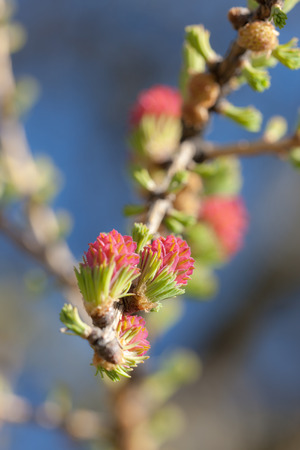 larch tree branch in spring close upの写真素材