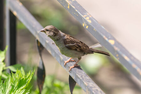 Portrait of a sparrow on the metal fenceの写真素材