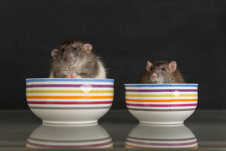 two domestic rats in a pot on the table