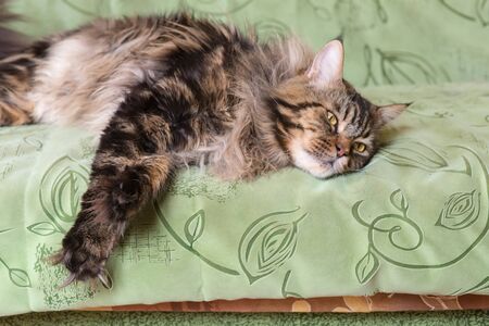 cat Maine Coon lying on the sofaの写真素材