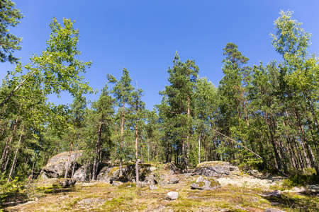 sunny landscape in summer forest with rocks and skyの写真素材