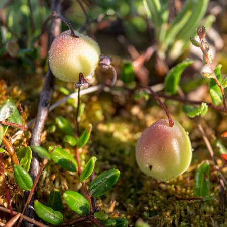 Cranberries on the bog close up in summer
