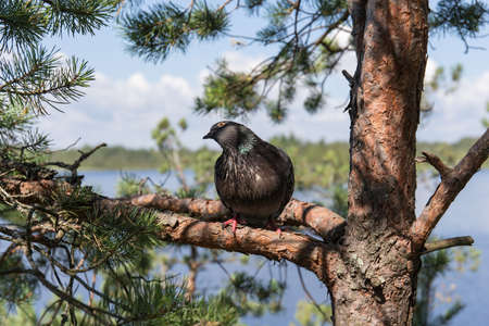 Portrait of a pigeon sitting on a pine treeの写真素材