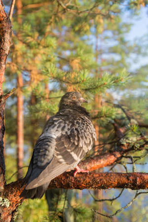 Portrait of a pigeon sitting on a pine tree