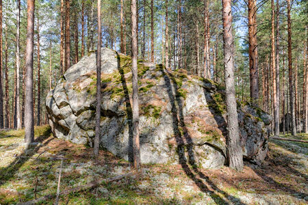 large rock in a pine forest on a sunny dayの写真素材
