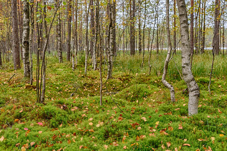 landscape with green moss in the swamp