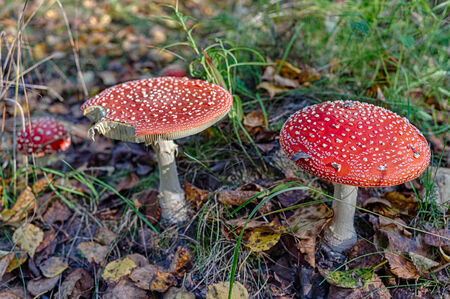 fly agaric in autumn forest close up
