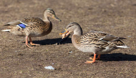 duck caught in the beak of a piece of breadの写真素材