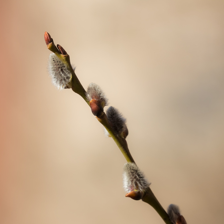 willow branch with buds close up in springの写真素材