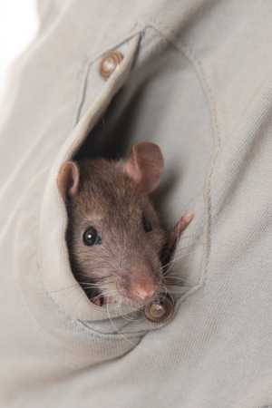 Small young domestic rat in a pocketの写真素材