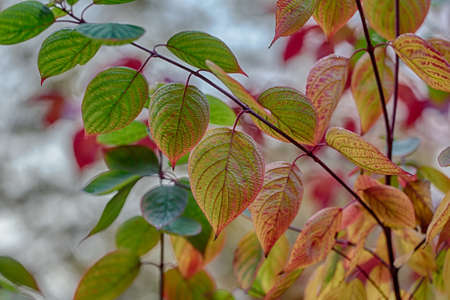 abstract composition of colorful autumn leaves closeupの写真素材