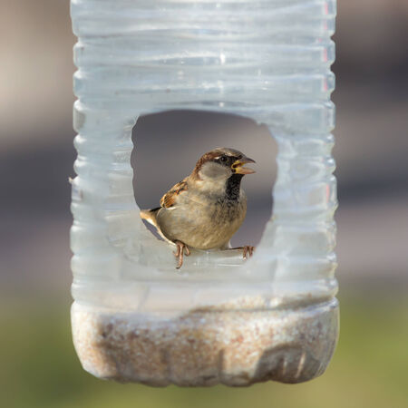 sparrow eating grain in a plastic trough